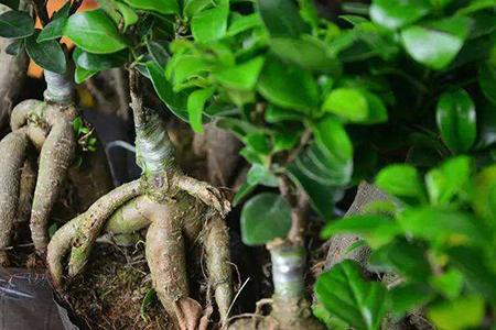 人参榕盆景造型方法技巧