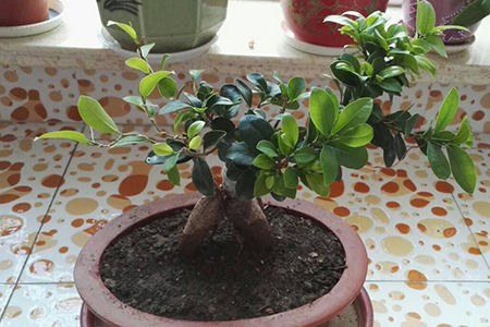人参榕盆景造型方法技巧