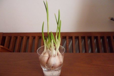 大蒜的水培方法