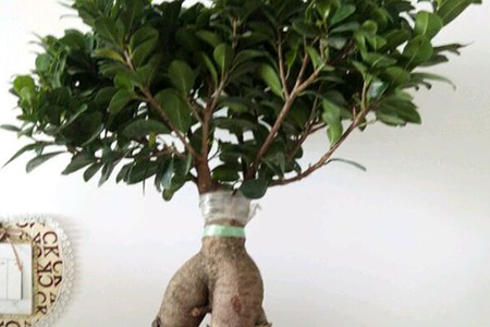 人参榕盆景造型方法技巧