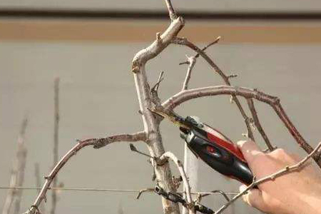 盆景修剪方法技巧