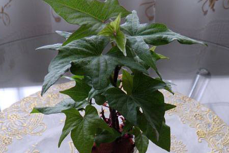 红薯的水培方法