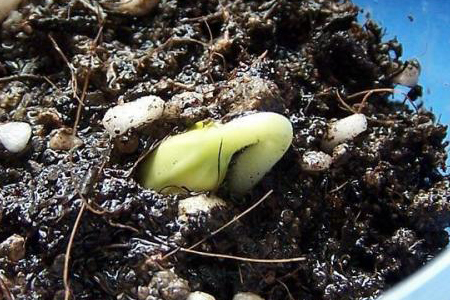 宿根花卉繁殖方法技巧