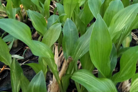 宿根花卉繁殖方法技巧