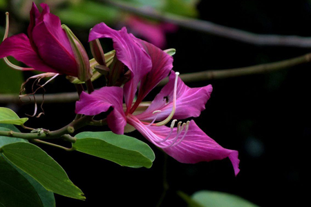 羊蹄甲栽培方法技巧