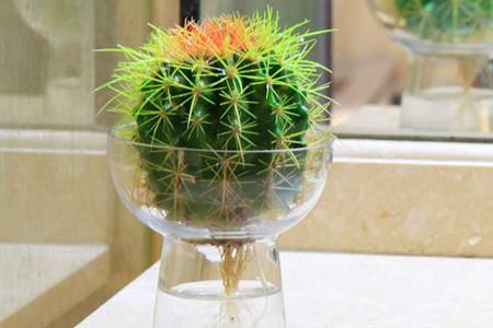 仙人球的生活习性以及养护方法技巧