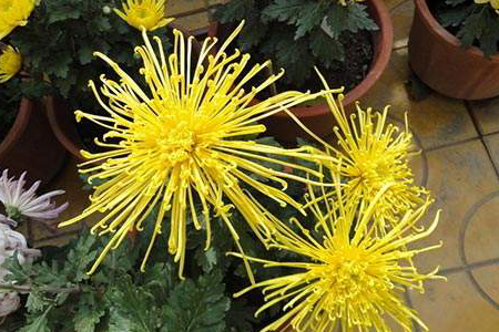 菊花移栽方法技巧