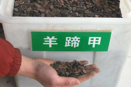 羊蹄甲栽培方法技巧