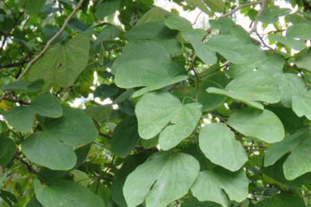 羊蹄甲栽培方法技巧