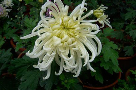 菊花移栽方法技巧