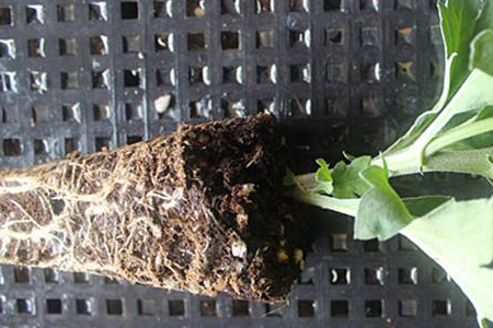 菊花移栽方法技巧