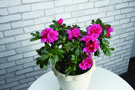 杜鹃的养护方法技巧