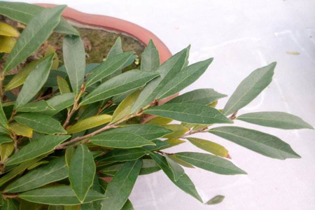 中华蚊母盆景栽培及制作方法技巧