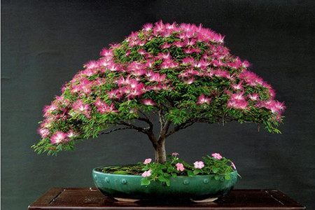 赤楠盆景养护方法技巧