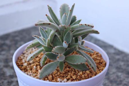 多肉植物黑兔耳养护方法技巧