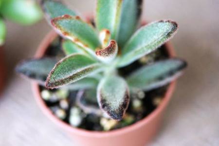 多肉植物黑兔耳养护方法技巧