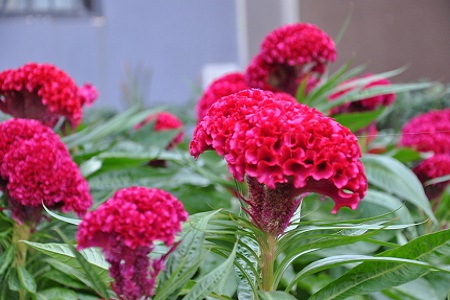 鸡冠花的养殖方法和注意些什么大全