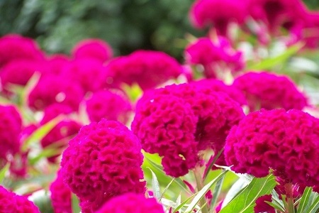 鸡冠花的养殖方法和注意些什么大全