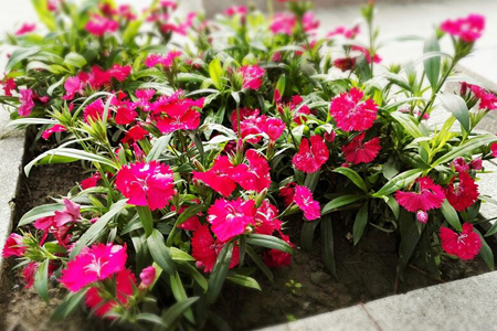 香石竹的栽培方法技巧