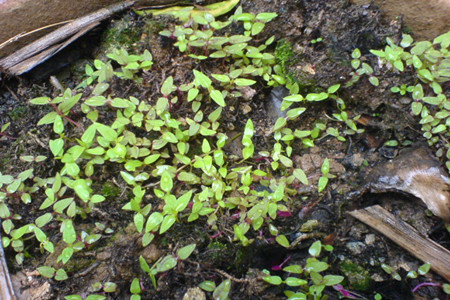鸡冠花的养殖方法和注意些什么大全