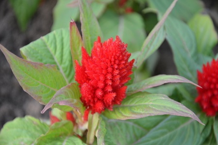 鸡冠花的养殖方法和注意些什么大全