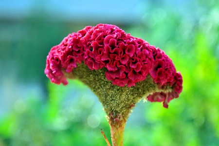 鸡冠花的养殖方法和注意些什么大全