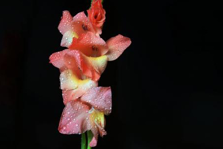 唐菖蒲的栽培需方法技巧