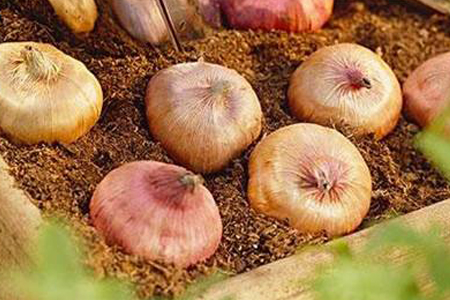 唐菖蒲的栽培需方法技巧