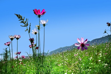 波斯菊的养殖方法和注意些什么大全