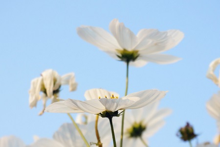 波斯菊的养殖方法和注意些什么大全