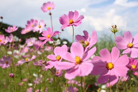 波斯菊的养殖方法和注意些什么大全