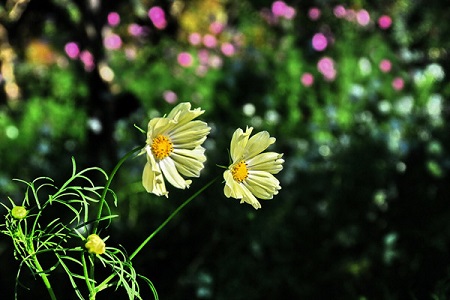 波斯菊的养殖方法和注意些什么大全