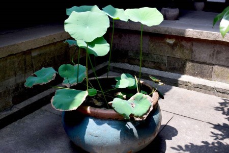 水生花卉的栽培方法技巧