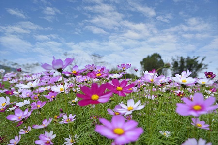 波斯菊的养殖方法和注意些什么大全