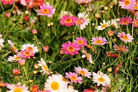 波斯菊的养殖方法和注意些什么大全