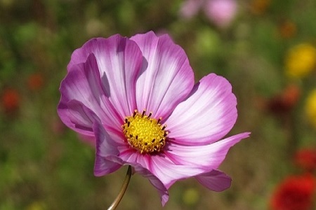 波斯菊的养殖方法和注意些什么大全