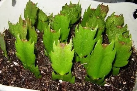 扦插蟹爪兰的方法技巧