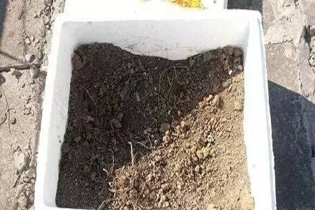 火棘的养殖方法