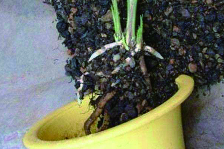 兰花的种植方法技巧
