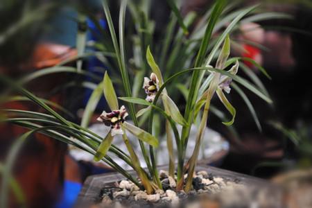 兰花的种植方法技巧