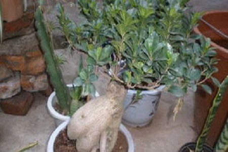 人参榕的养殖方法