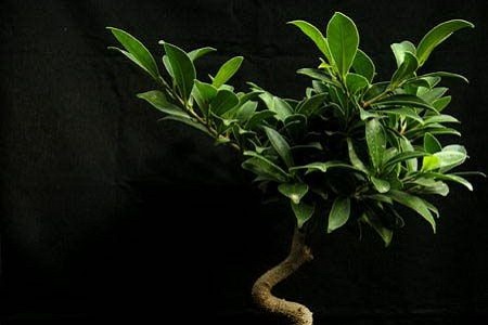 人参榕的养殖方法