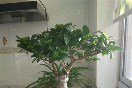 人参榕的养殖方法