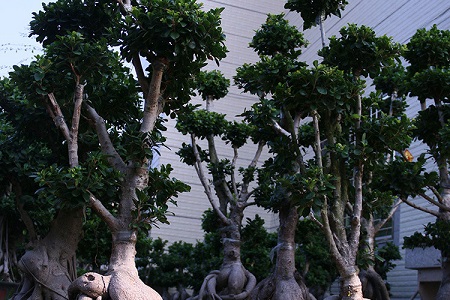 人参榕的养殖方法