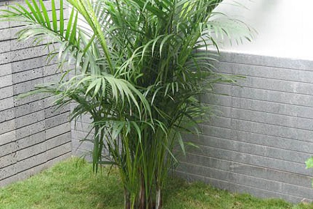 凤尾竹的养殖方法