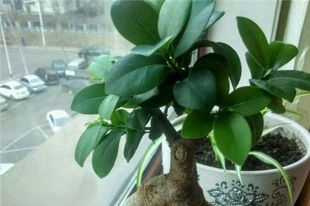 人参榕的养殖方法