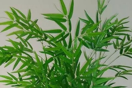 凤尾竹的养殖方法