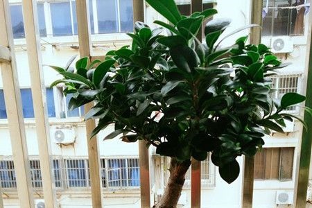 人参榕的养殖方法