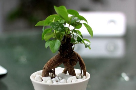 人参榕的养殖方法