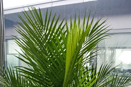 凤尾竹的养殖方法